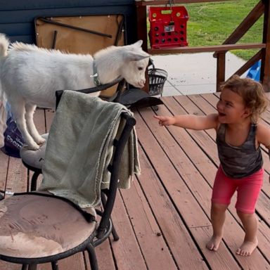 VIDEO: Baby goat’s parkour moves cause little girl to giggle uncontrollably