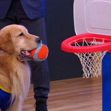 VIDEO: 'Air Bud' films head to Disney+ in Times Square