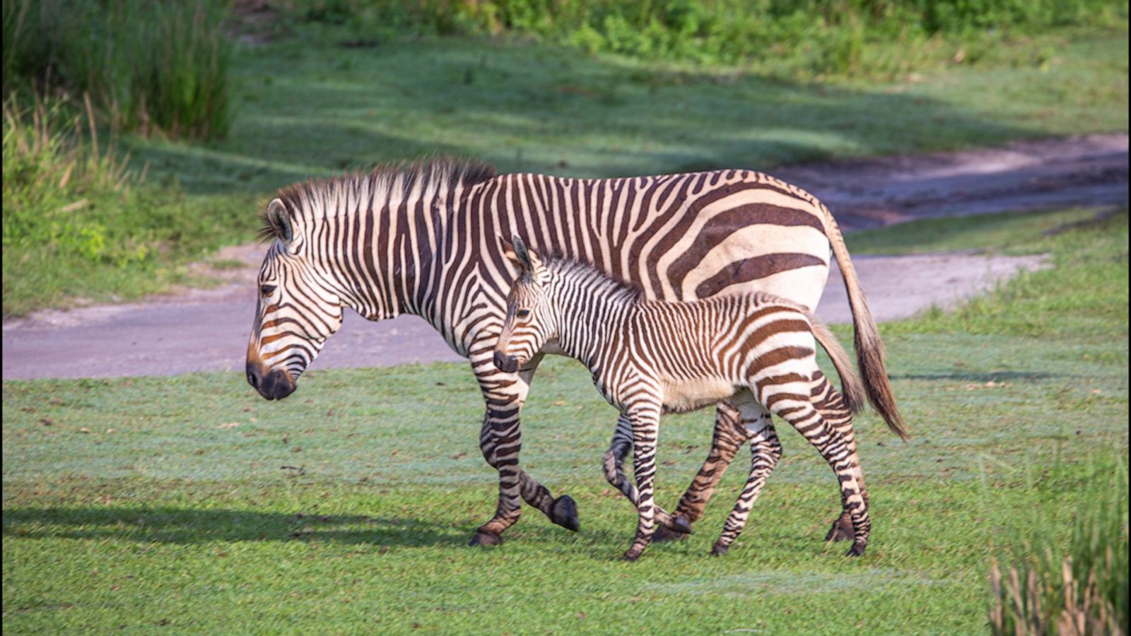 VIDEO: See some of the 300 new babies at Disney’s Animal Kingdom