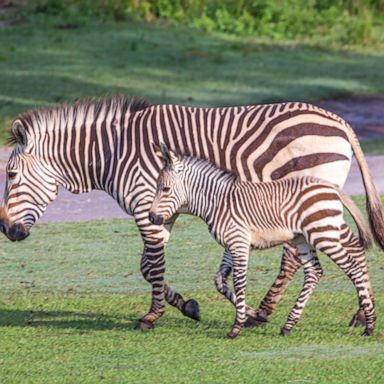 VIDEO: See some of the 300 new babies at Disney’s Animal Kingdom