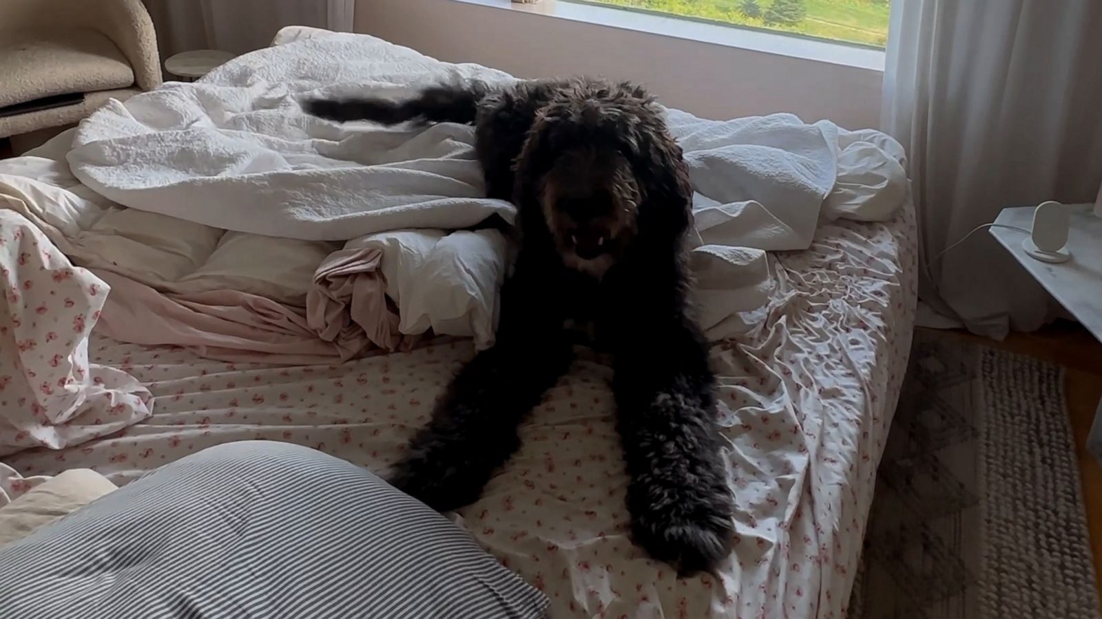 VIDEO: Dog is very excited to take a nap