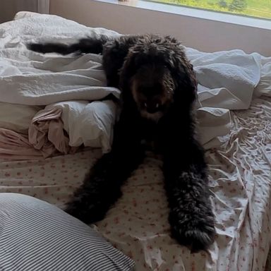 VIDEO: Dog is very excited to take a nap 