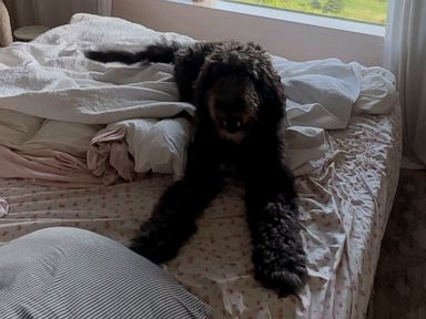 WATCH:  Dog is very excited to take a nap