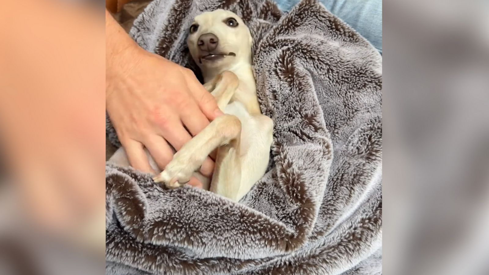 VIDEO: Adorably anxious dog only feels safe hiding under a blanket