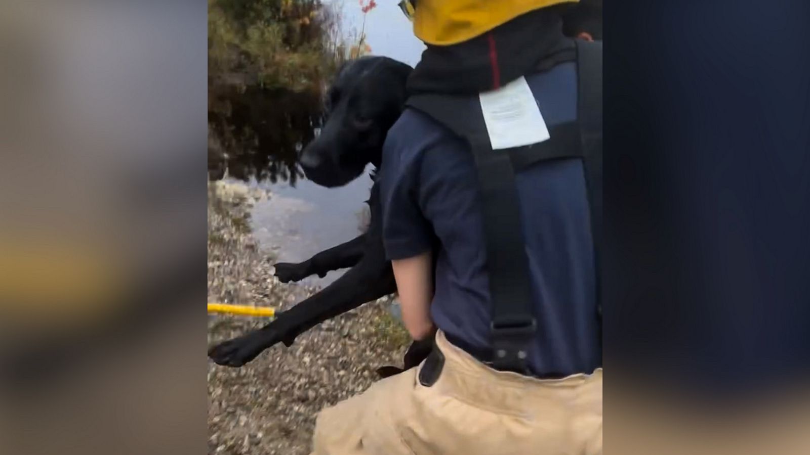 VIDEO: First responders save dog from drowning in Massachusetts culvert