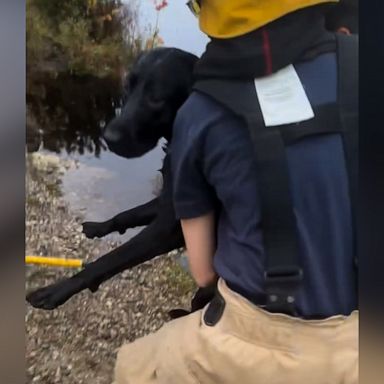 VIDEO: First responders save dog from drowning in Massachusetts culvert