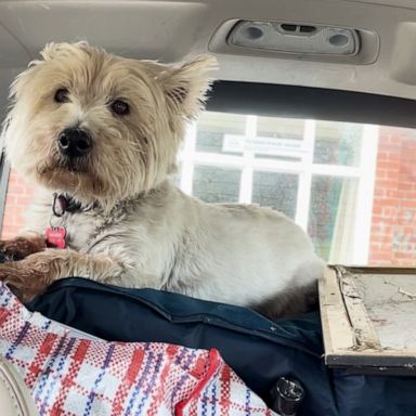 VIDEO: Family dog tries to go to college with kids 