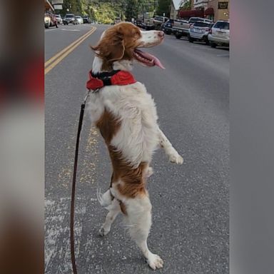 VIDEO: Meet Dexter, the dog who walks everywhere upright