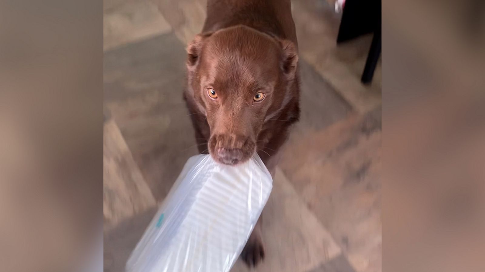 VIDEO: Watch how this brilliant dog helps raise her human siblings