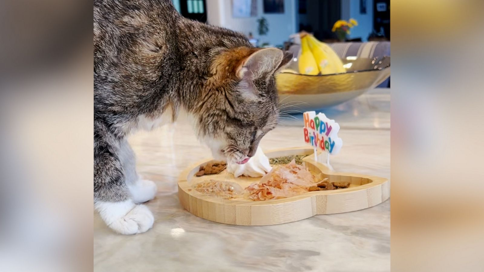 VIDEO: Cat celebrates 20th birthday with ‘cat-cuterie’ board