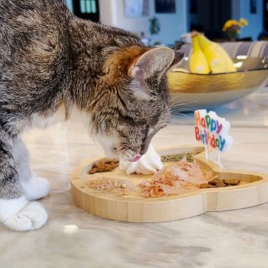 VIDEO: Cat celebrates 20th birthday with ‘cat-cuterie’ board