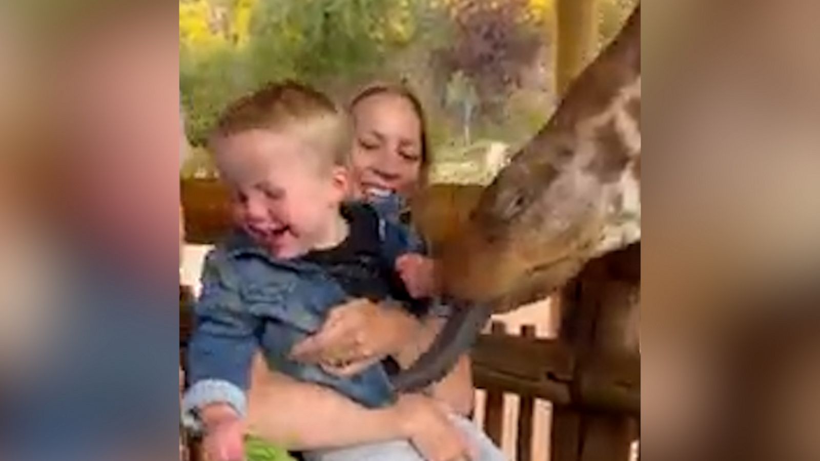 VIDEO: Little boy cannot stop laughing at friendly giraffe