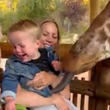 VIDEO: Little boy cannot stop laughing at friendly giraffe 