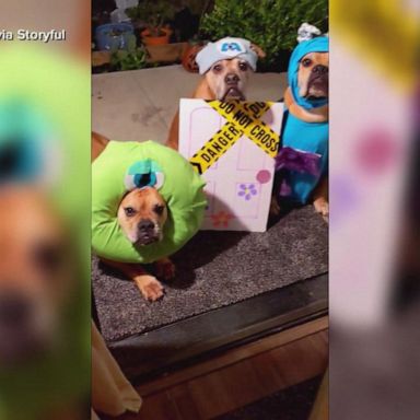 VIDEO: Cute pups get into the Halloween spirit