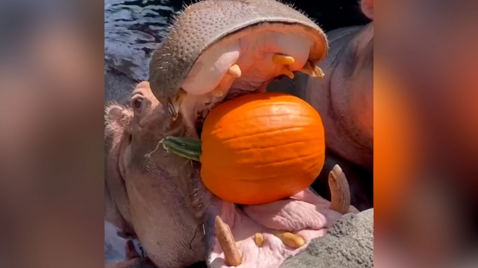 VIDEO: Cincinnati Zoo hippos show off their pumpkin-crushing skills