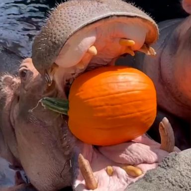 VIDEO: Cincinnati Zoo hippos show off their pumpkin-crushing skills