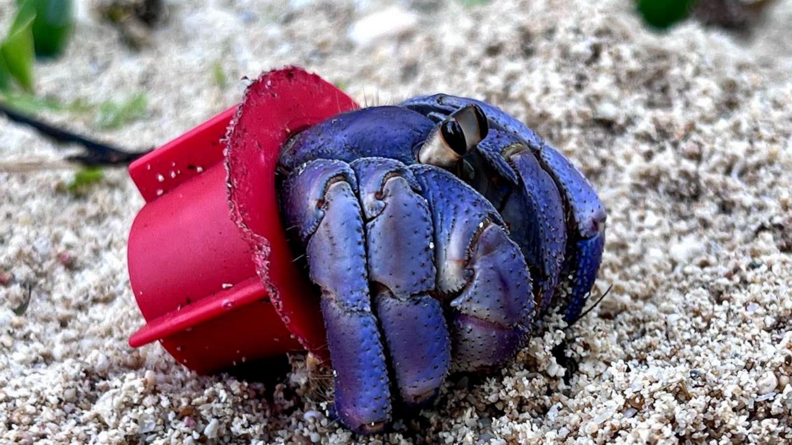 VIDEO: Photographer saves hermit crabs living in ‘beach trash homes’, sparks global support