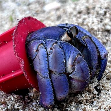 VIDEO: Photographer saves hermit crabs living in ‘beach trash homes’, sparks global support