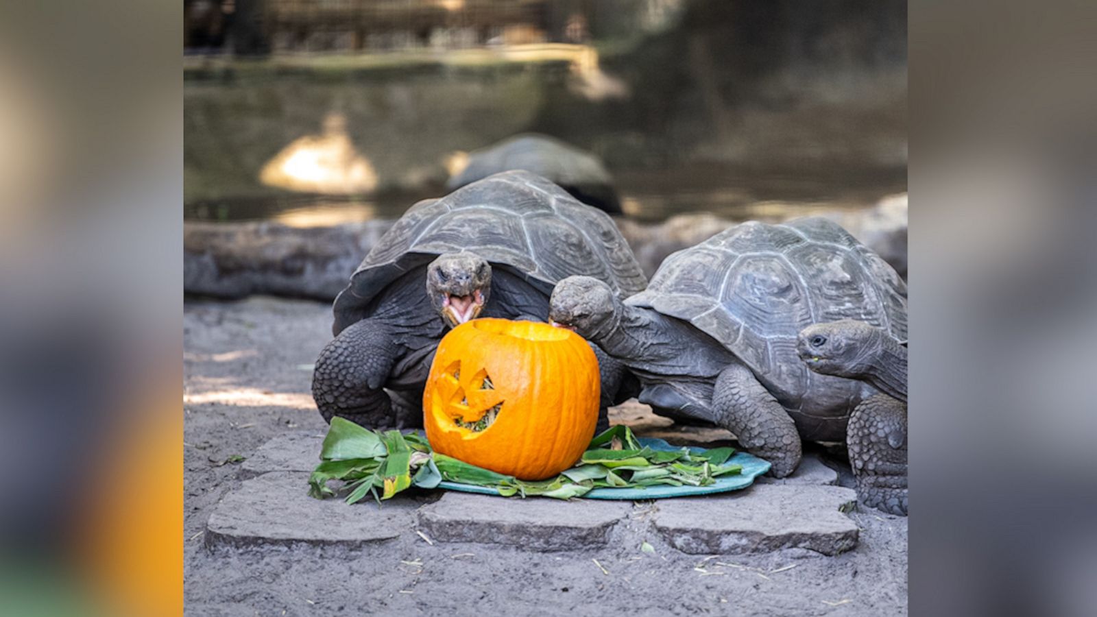 VIDEO: Galapagos tortoises at Disney's Animal Kingdom celebrate Halloween with pumpkins