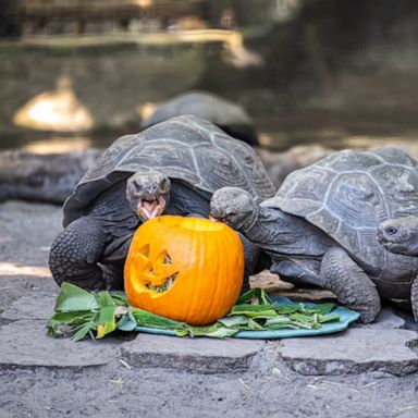 VIDEO: Galapagos tortoises at Disney's Animal Kingdom celebrate Halloween with pumpkins 