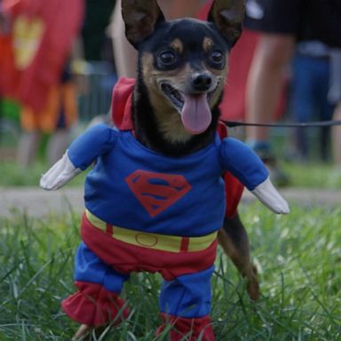 VIDEO: Americans' getting their pets into the Halloween spirit