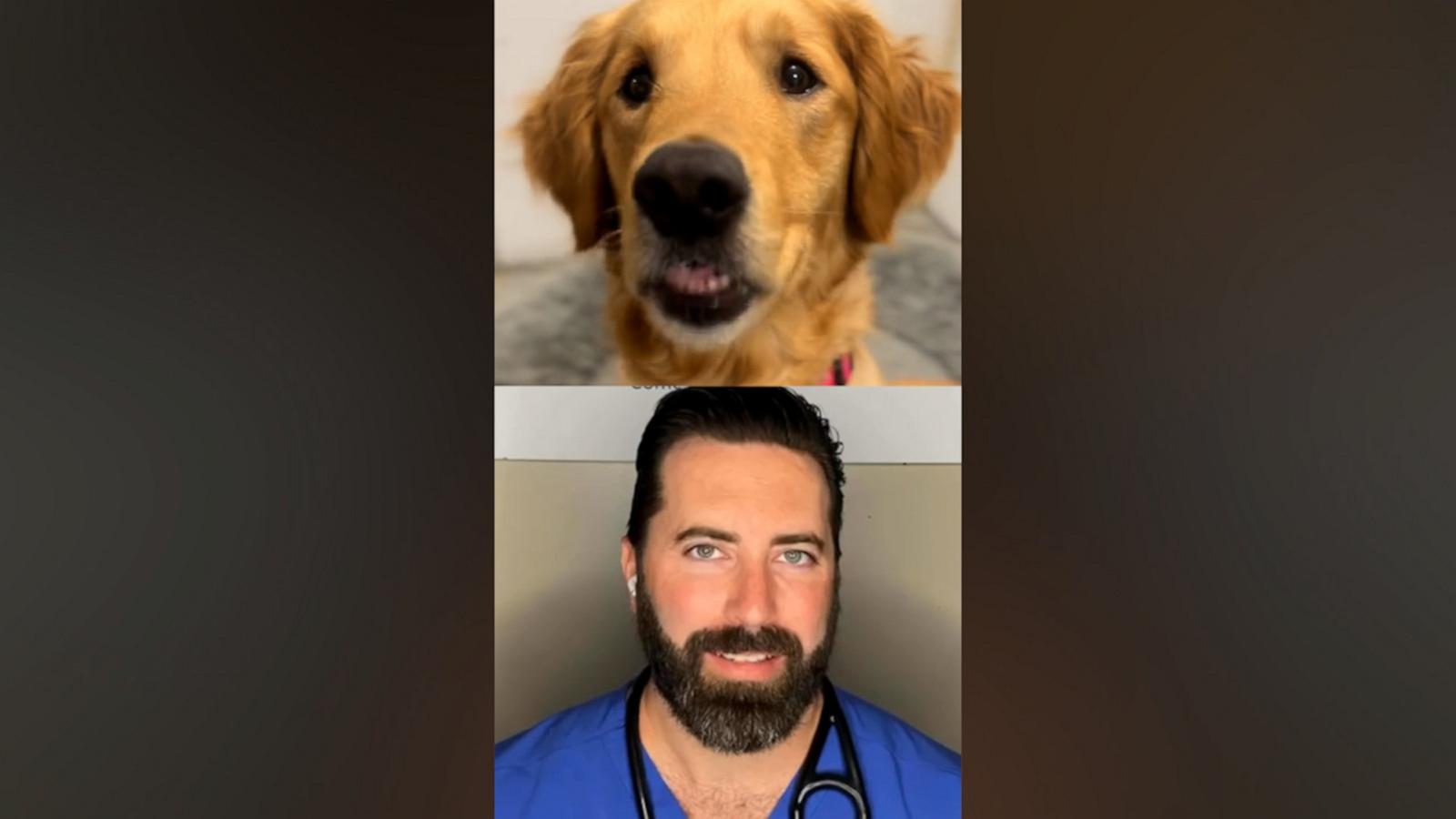 VIDEO: Veterinarian breaks down why dogs do 'chompies' or excessive biting of air
