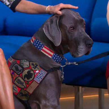 VIDEO: Winner of American Hero Dog Awards revealed