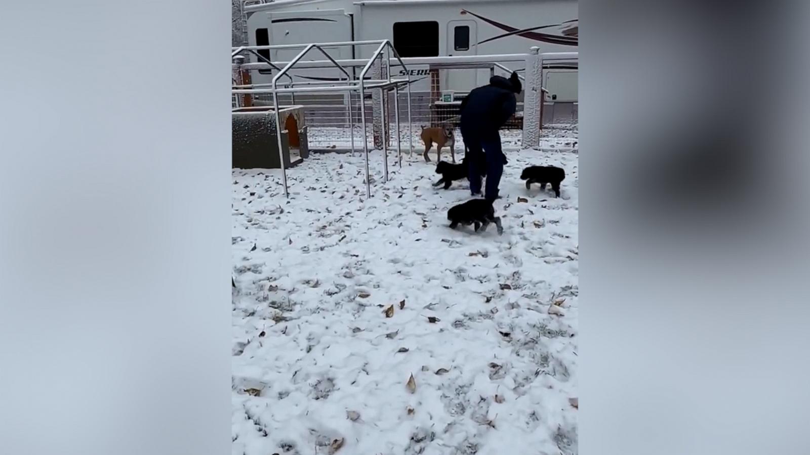 VIDEO: Watch these puppies enjoy their first snow in Montana