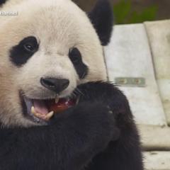 Giant pandas leaving Smithsonian Zoo
