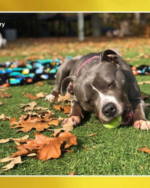 Shelter provides safe haven for senior pets - Good Morning America