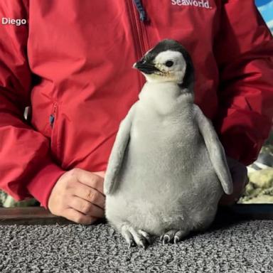 VIDEO: Meet new baby emperor penguin born in US