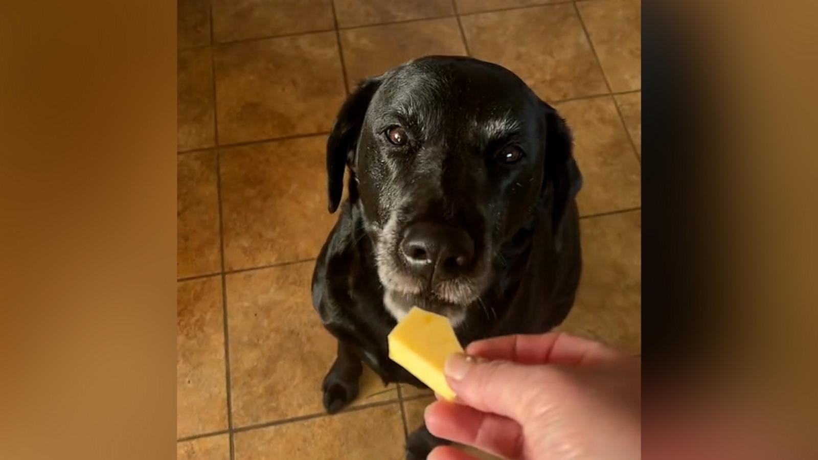 VIDEO: Dog thinks turnip is cheese and is severely disappointed