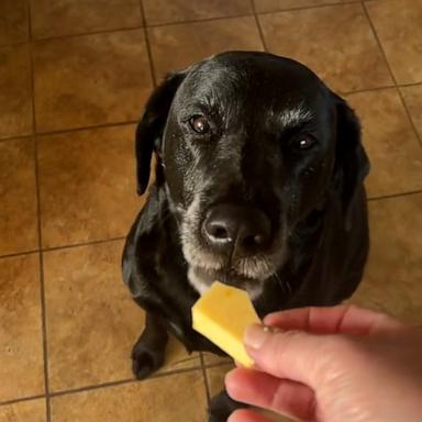 VIDEO: Dog thinks turnip is cheese and is severely disappointed 