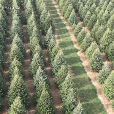 VIDEO: Christmas tree shortage hits parts of US