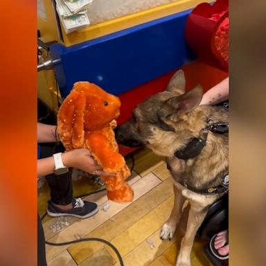 VIDEO: Cardiac alert dog creates his own Build-A-Bear