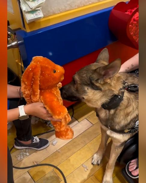 German shepherd stuffed animal store build a bear