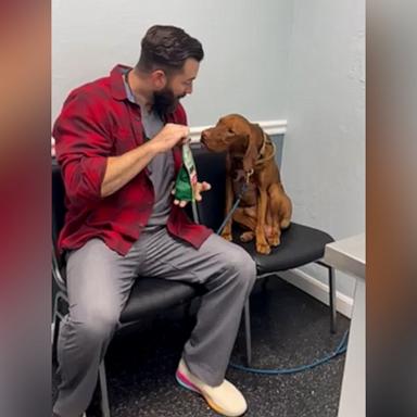 VIDEO: Veterinarian helps dog calm down before visit