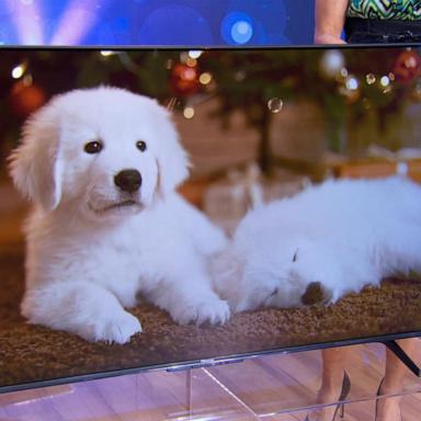 VIDEO: Cute dogs help curate Black Friday's 'top dog deals'