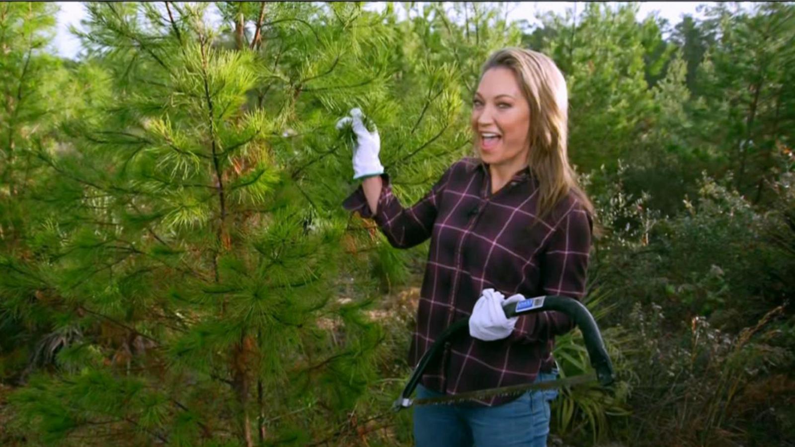 How to get a Christmas tree for $10 or less - Good Morning America