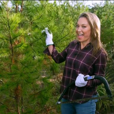 VIDEO: How to get a Christmas tree for $10 or less