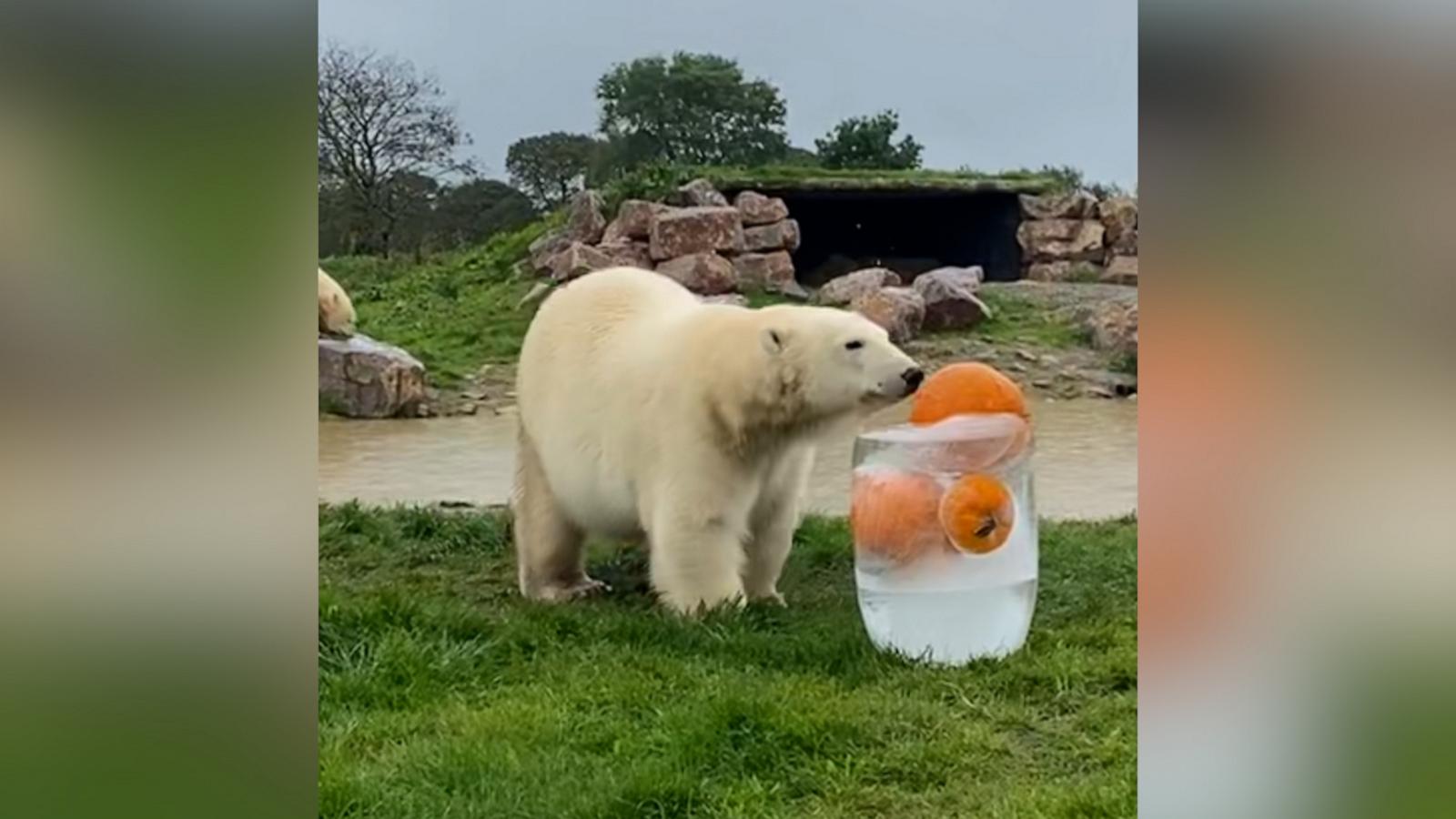 VIDEO: Watch these polar bears enjoying pumpkins frozen in an ice block