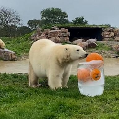 VIDEO: Watch these polar bears enjoying pumpkins frozen in an ice block