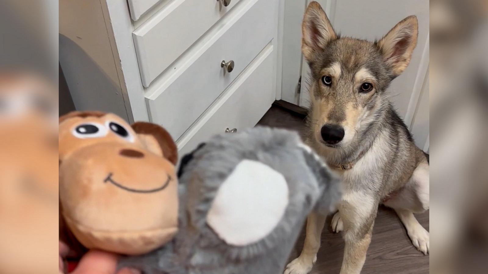 Watch the sweet moment this rescue dog plays with its toy for the 1st time