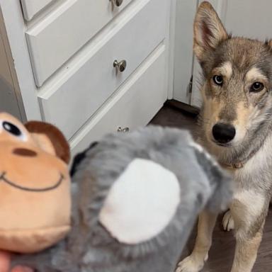 VIDEO: Watch the sweet moment this rescue dog plays with its toy for the 1st time