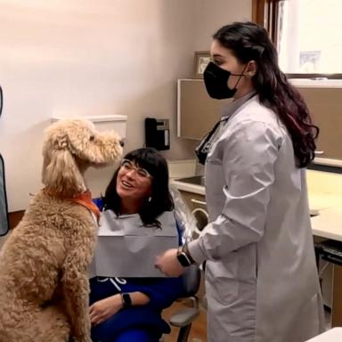 VIDEO: Dentist uses her therapy dog to help calm patients