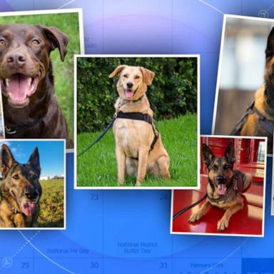 VIDEO: TSA releases 2024 canine calendar