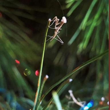 VIDEO: How to make sure your Christmas trees are pest-free