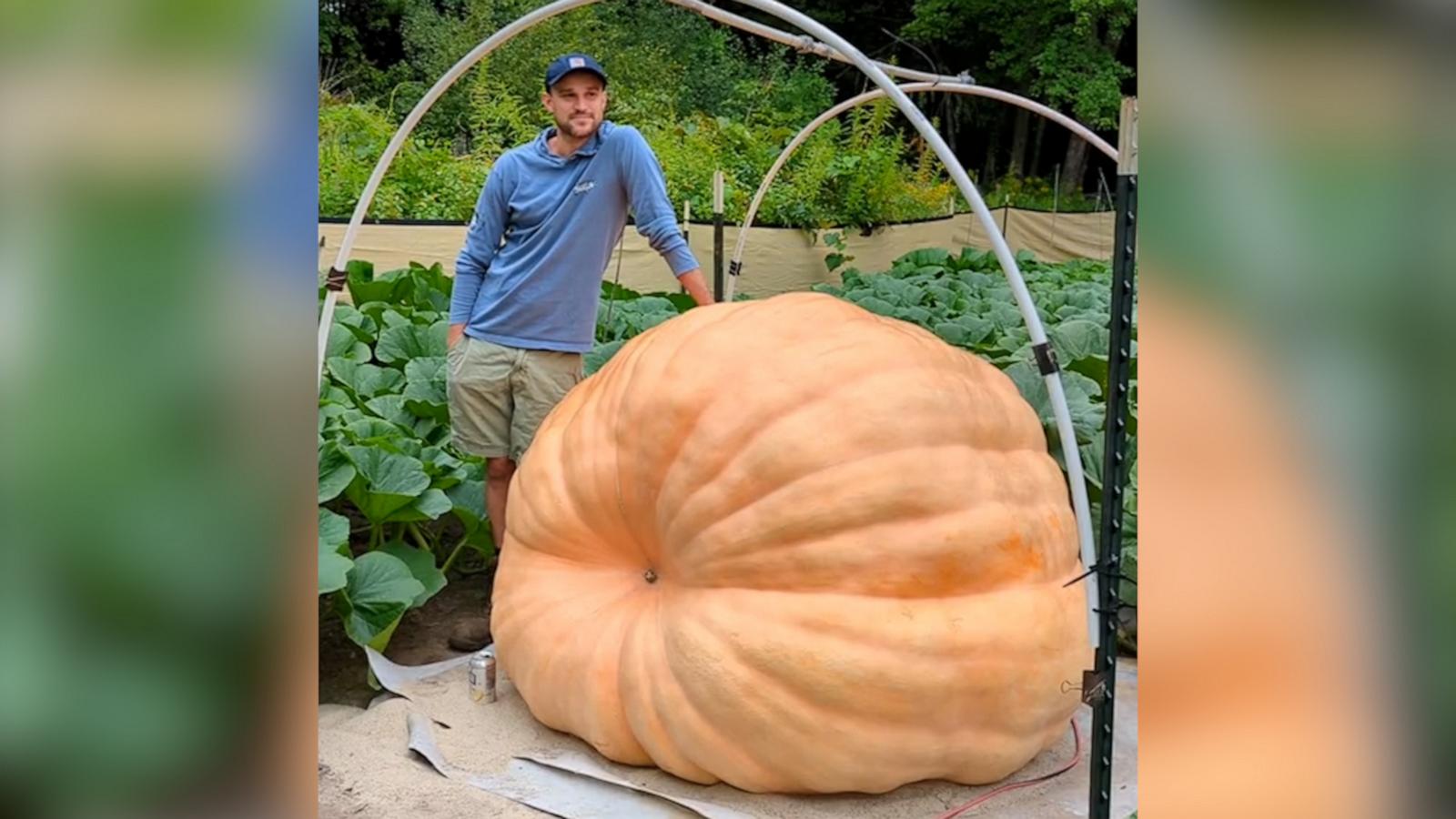 VIDEO: Meet the man behind the viral large pumpkin-growing TikTok account