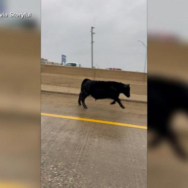 VIDEO: Cow on the loose on highway