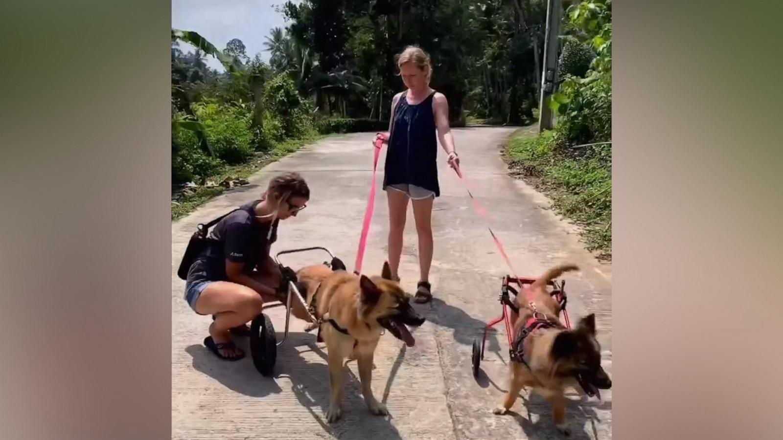 VIDEO: Woman who cares for 22 dogs with special needs has powerful message on rescuing